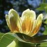 Fotografia 20 da espécie Liriodendron chinense do Jardim Botânico UTAD