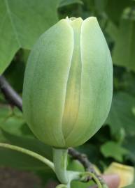 Fotografia da espécie Liriodendron chinense