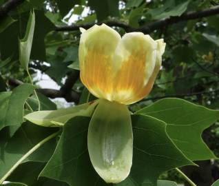 Fotografia da espécie Liriodendron chinense