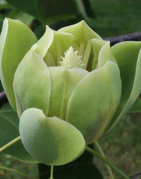 Fotografia 24 da espécie Liriodendron chinense no Jardim Botânico UTAD