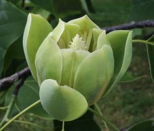 Fotografia da espécie Liriodendron chinense