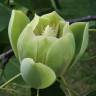 Fotografia 24 da espécie Liriodendron chinense do Jardim Botânico UTAD