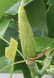 Fotografia da espécie Liriodendron chinense