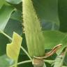 Fotografia 26 da espécie Liriodendron chinense do Jardim Botânico UTAD