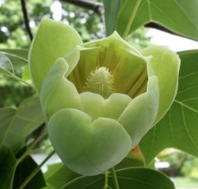 Fotografia da espécie Liriodendron chinense