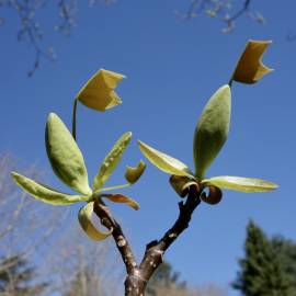 Fotografia da espécie Liriodendron chinense