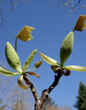 Fotografia 28 da espécie Liriodendron chinense no Jardim Botânico UTAD