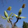 Fotografia 28 da espécie Liriodendron chinense do Jardim Botânico UTAD