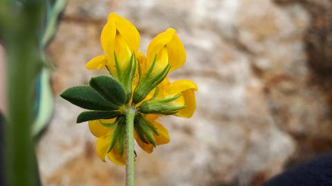 Fotografia da espécie Lotus corniculatus subesp. corniculatus