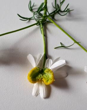 Fotografia 14 da espécie Anthemis arvensis subesp. arvensis no Jardim Botânico UTAD