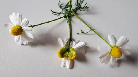 Fotografia da espécie Anthemis arvensis subesp. arvensis