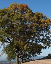Fotografia da espécie Quercus glauca