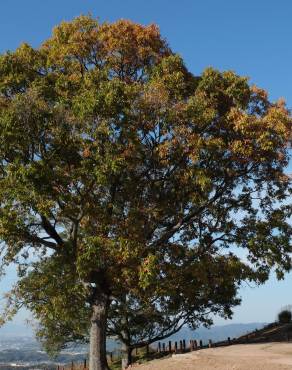 Fotografia 1 da espécie Quercus glauca no Jardim Botânico UTAD
