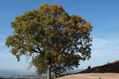 Fotografia da espécie Quercus glauca