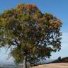 Fotografia 1 da espécie Quercus glauca do Jardim Botânico UTAD
