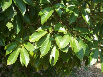 Fotografia da espécie Quercus glauca