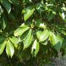 Fotografia 2 da espécie Quercus glauca do Jardim Botânico UTAD