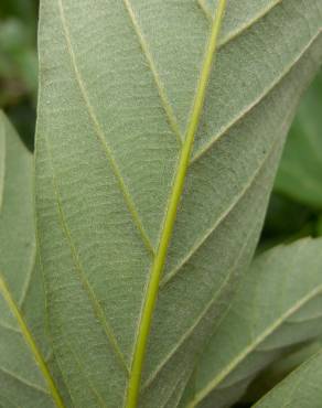 Fotografia 3 da espécie Quercus glauca no Jardim Botânico UTAD
