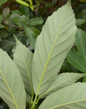 Fotografia 4 da espécie Quercus glauca no Jardim Botânico UTAD