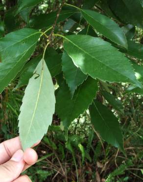 Fotografia 5 da espécie Quercus glauca no Jardim Botânico UTAD