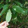 Fotografia 5 da espécie Quercus glauca do Jardim Botânico UTAD
