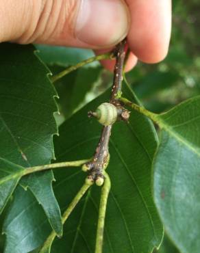 Fotografia 6 da espécie Quercus glauca no Jardim Botânico UTAD