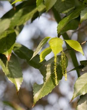 Fotografia 7 da espécie Quercus glauca no Jardim Botânico UTAD