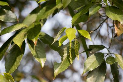 Fotografia da espécie Quercus glauca