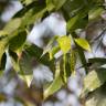 Fotografia 7 da espécie Quercus glauca do Jardim Botânico UTAD