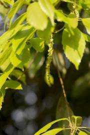 Fotografia da espécie Quercus glauca