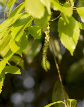 Fotografia 8 da espécie Quercus glauca no Jardim Botânico UTAD