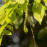Fotografia 8 da espécie Quercus glauca do Jardim Botânico UTAD