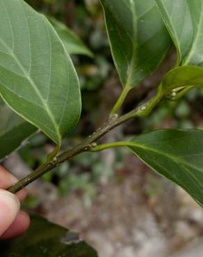 Fotografia 9 da espécie Quercus glauca no Jardim Botânico UTAD