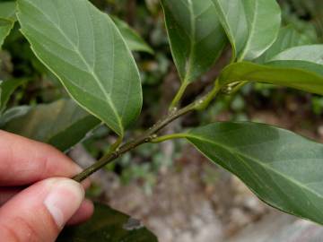 Fotografia da espécie Quercus glauca