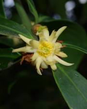 Fotografia da espécie Illicium simonsii