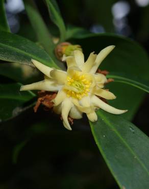 Fotografia 1 da espécie Illicium simonsii no Jardim Botânico UTAD