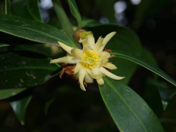 Fotografia da espécie Illicium simonsii