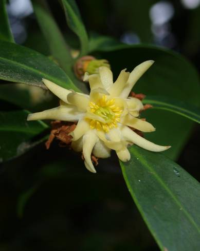 Fotografia de capa Illicium simonsii - do Jardim Botânico