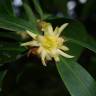 Fotografia 1 da espécie Illicium simonsii do Jardim Botânico UTAD