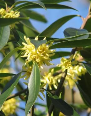 Fotografia 3 da espécie Illicium simonsii no Jardim Botânico UTAD