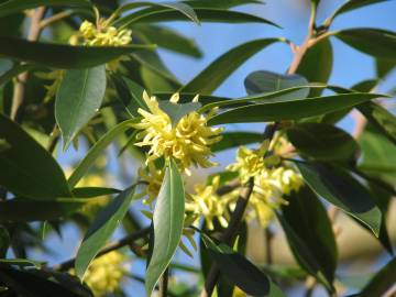 Fotografia da espécie Illicium simonsii