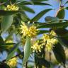 Fotografia 3 da espécie Illicium simonsii do Jardim Botânico UTAD