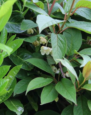 Fotografia de capa Schisandra chinensis - do Jardim Botânico