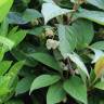 Fotografia 1 da espécie Schisandra chinensis do Jardim Botânico UTAD