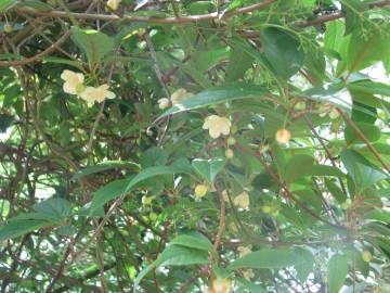 Fotografia da espécie Schisandra chinensis