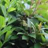 Fotografia 3 da espécie Schisandra chinensis do Jardim Botânico UTAD