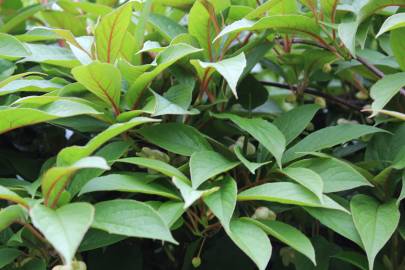 Fotografia da espécie Schisandra chinensis