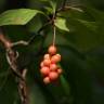 Fotografia 5 da espécie Schisandra chinensis do Jardim Botânico UTAD