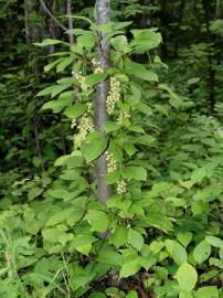 Fotografia da espécie Schisandra chinensis