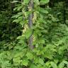 Fotografia 7 da espécie Schisandra chinensis do Jardim Botânico UTAD